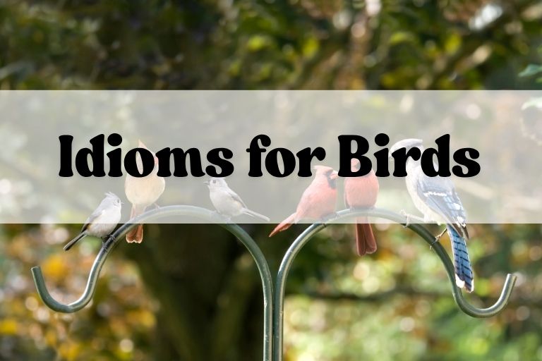 Idioms for Birds