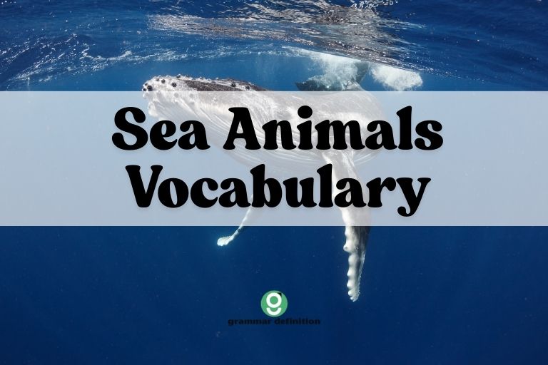 Sea Animals Vocabulary